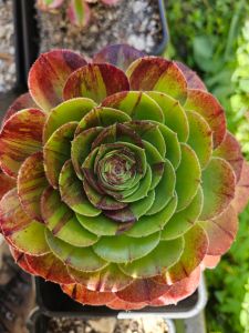 Aeonium Halloween bigbang