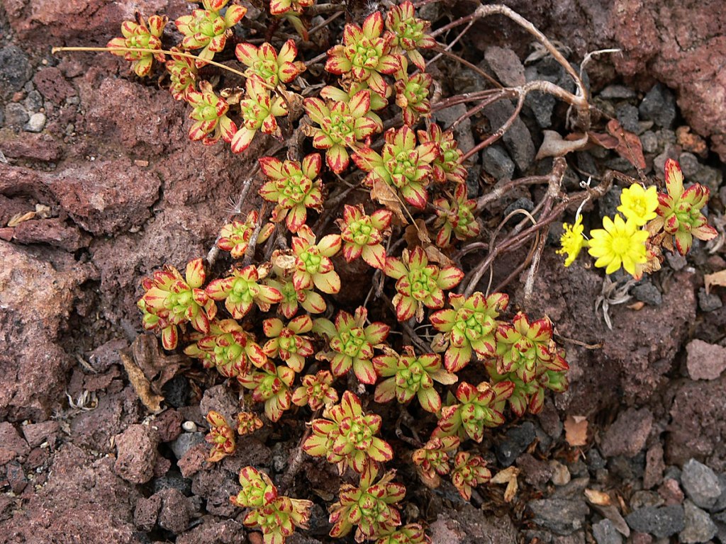 Aeonium sedifolium