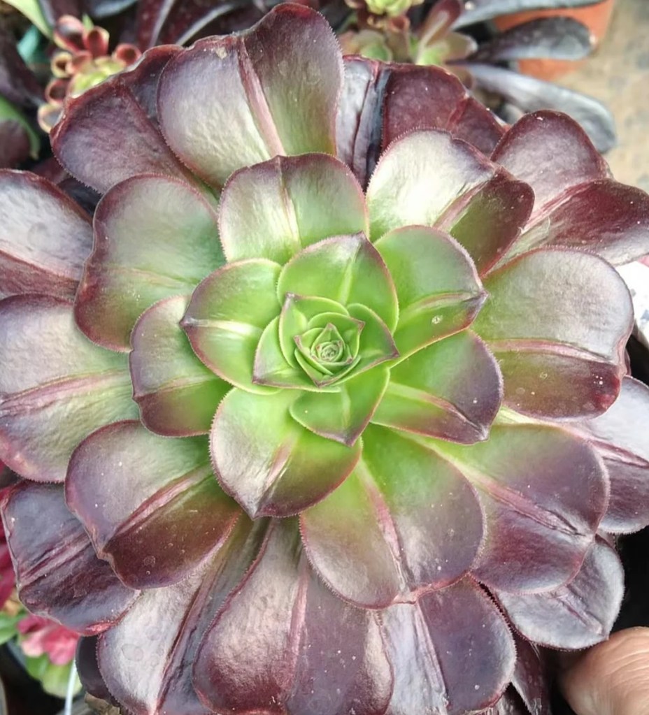 Aeonium eden middle (chixiafei)