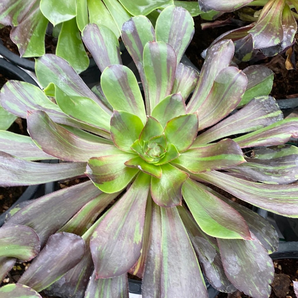 aeonium voodoo big bang