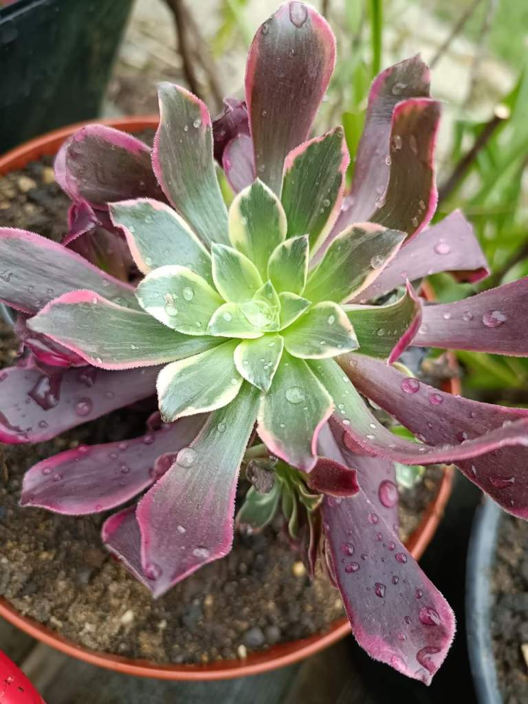 Aeonium Mona Lisa