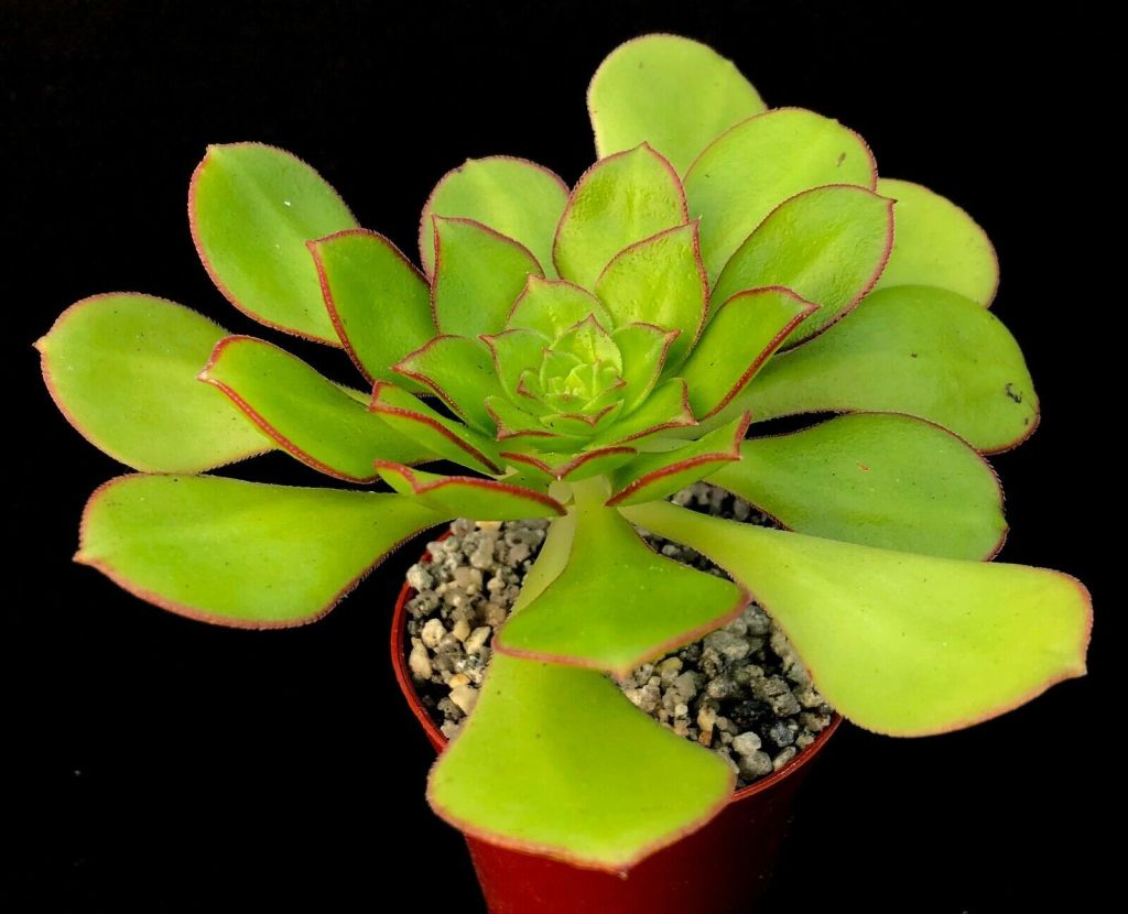Aeonium red edge
