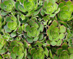 Aeonium &lsquo;Red Edge&rsquo; : Caractéristiques, Origines et variegation