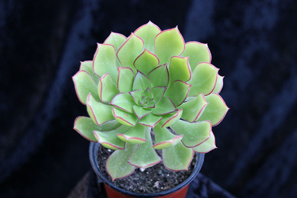 Aeonium red edge