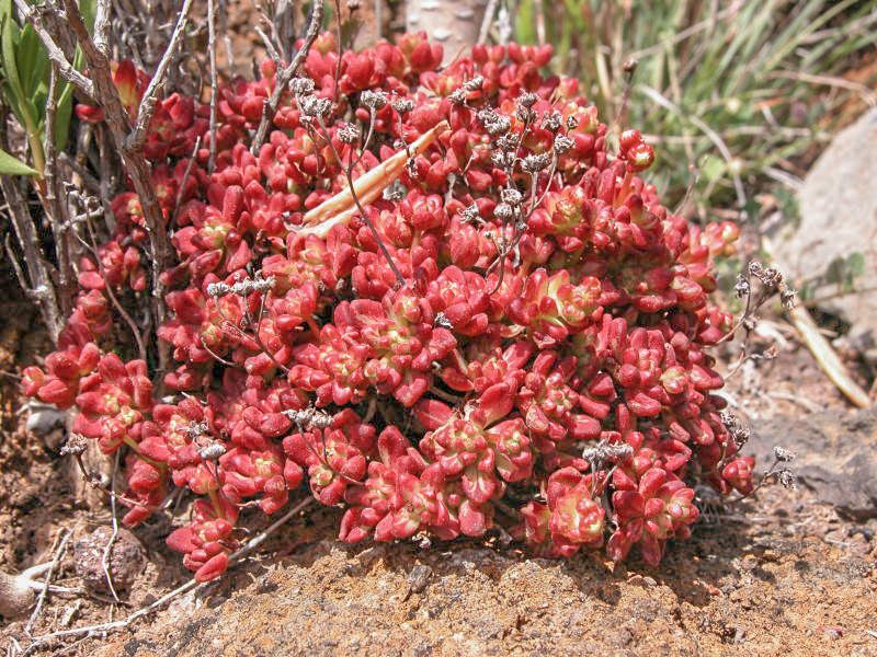 Aeonium sedifolium