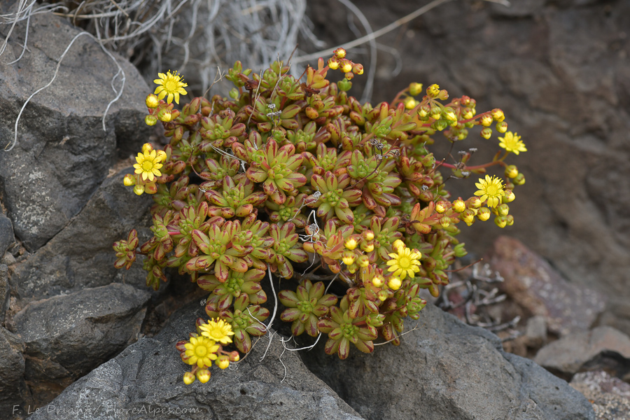 Aeonium sedifolium