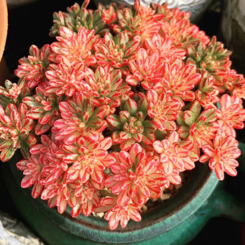Aeonium Sedifolium Variegata
