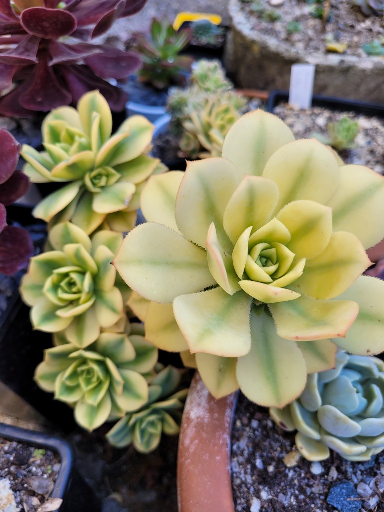 Aeonium 'Floresens'