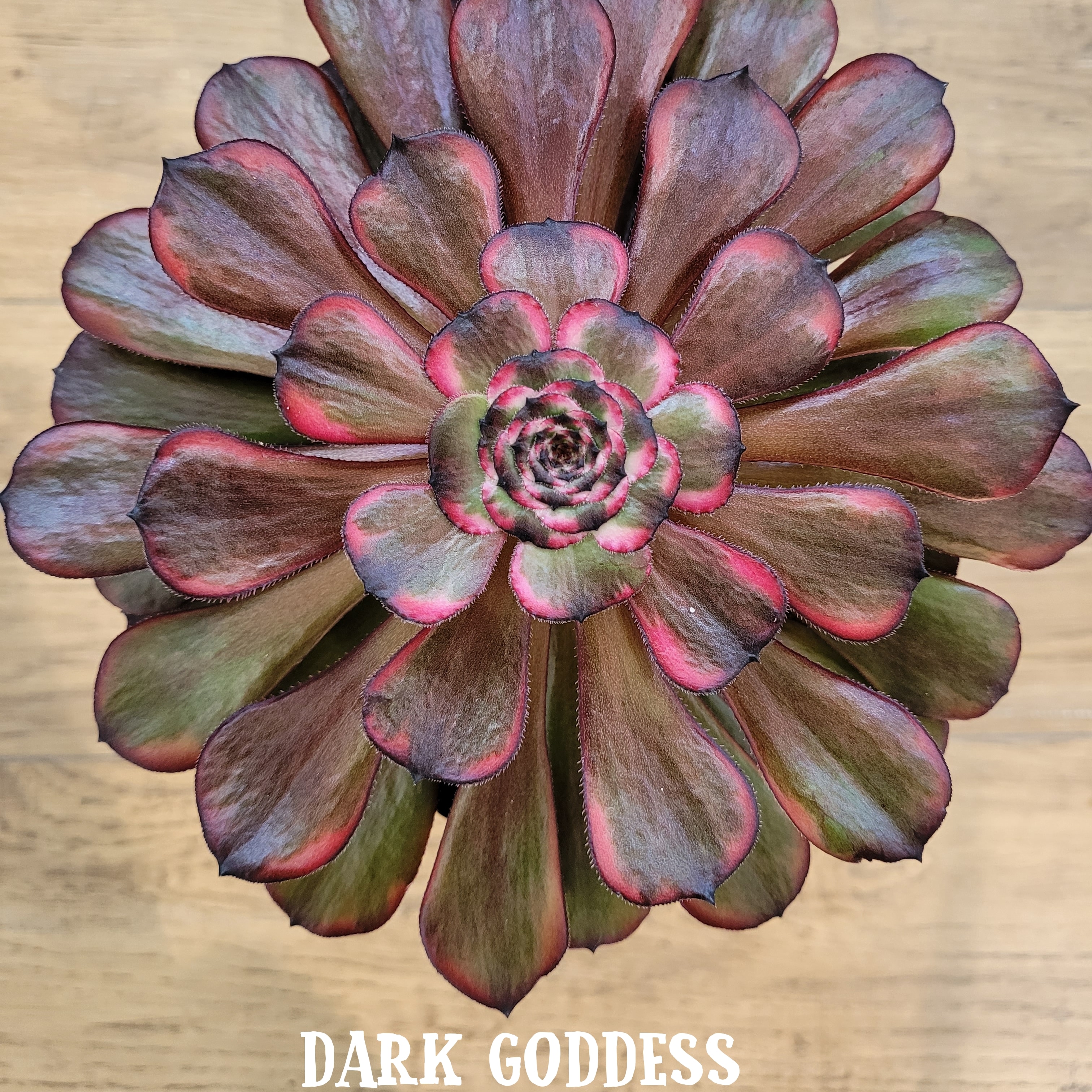 Les Aeoniums &lsquo;Morticia&rsquo; Variegata