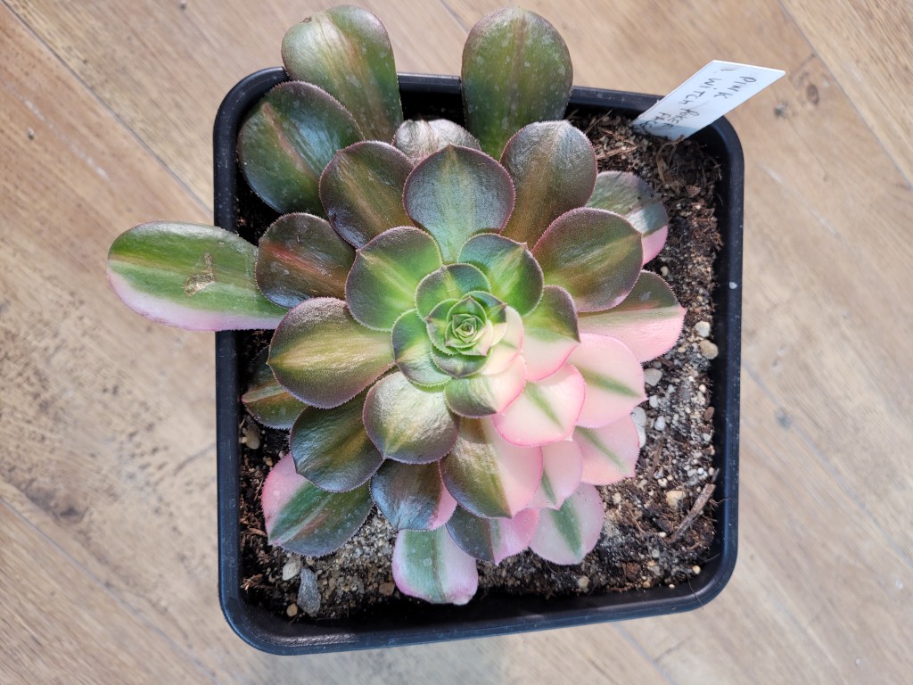 Aeonium Pink Witch Poker Face