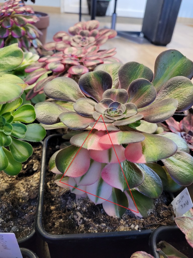 Aeonium Pink Witch Poker Face