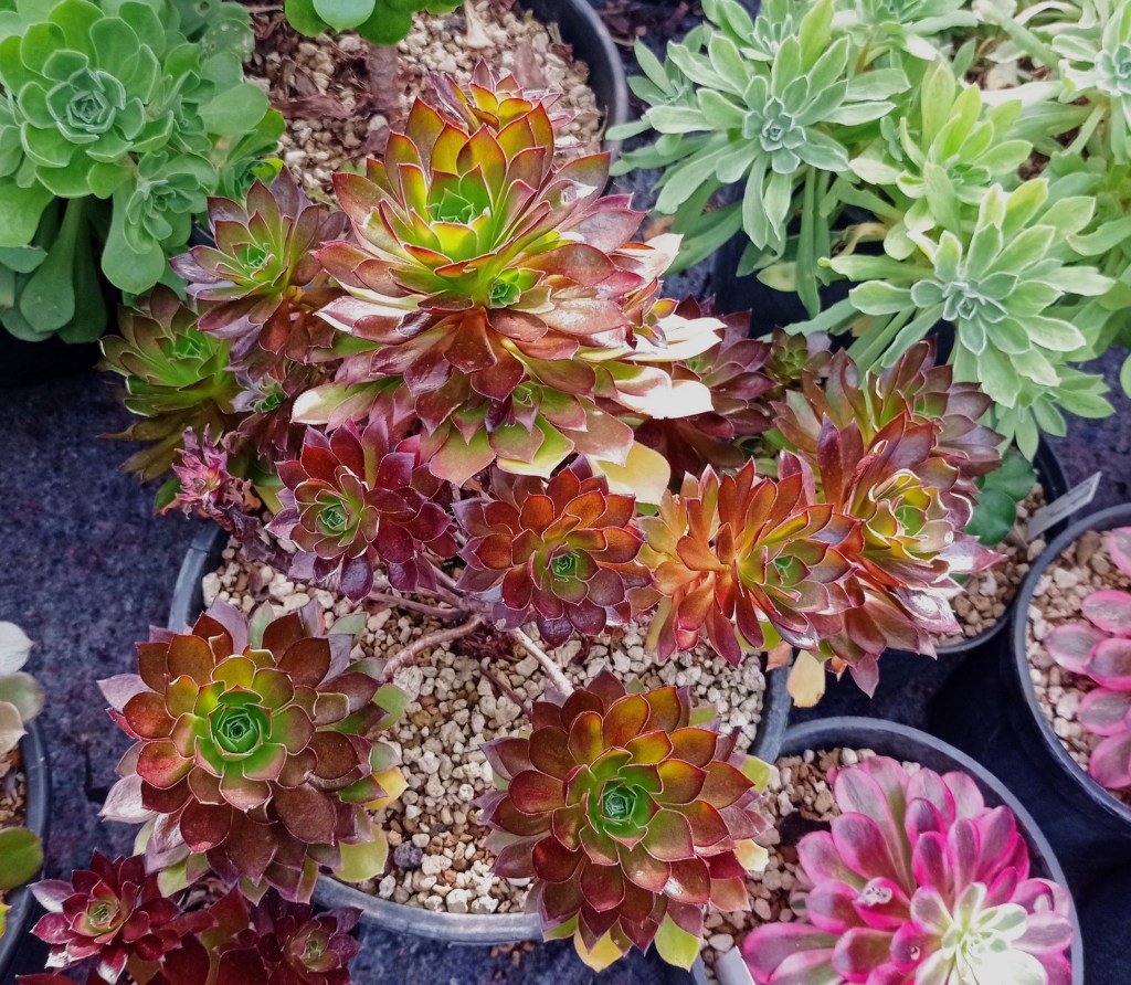 Aeonium Phoenix Flame