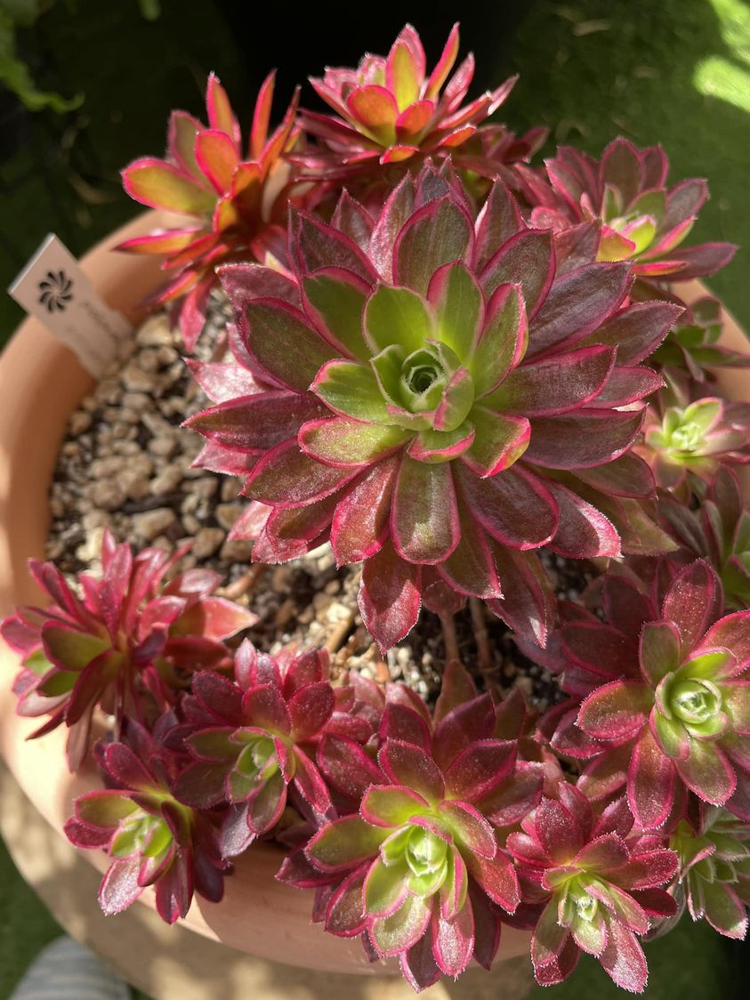 Aeonium ‘Phoenix Flame’ : origine, caractéristiques et formes variegata