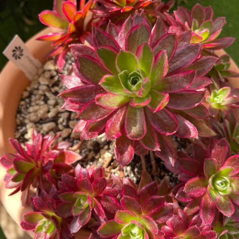 Aeonium Phoenix Flame Variegata