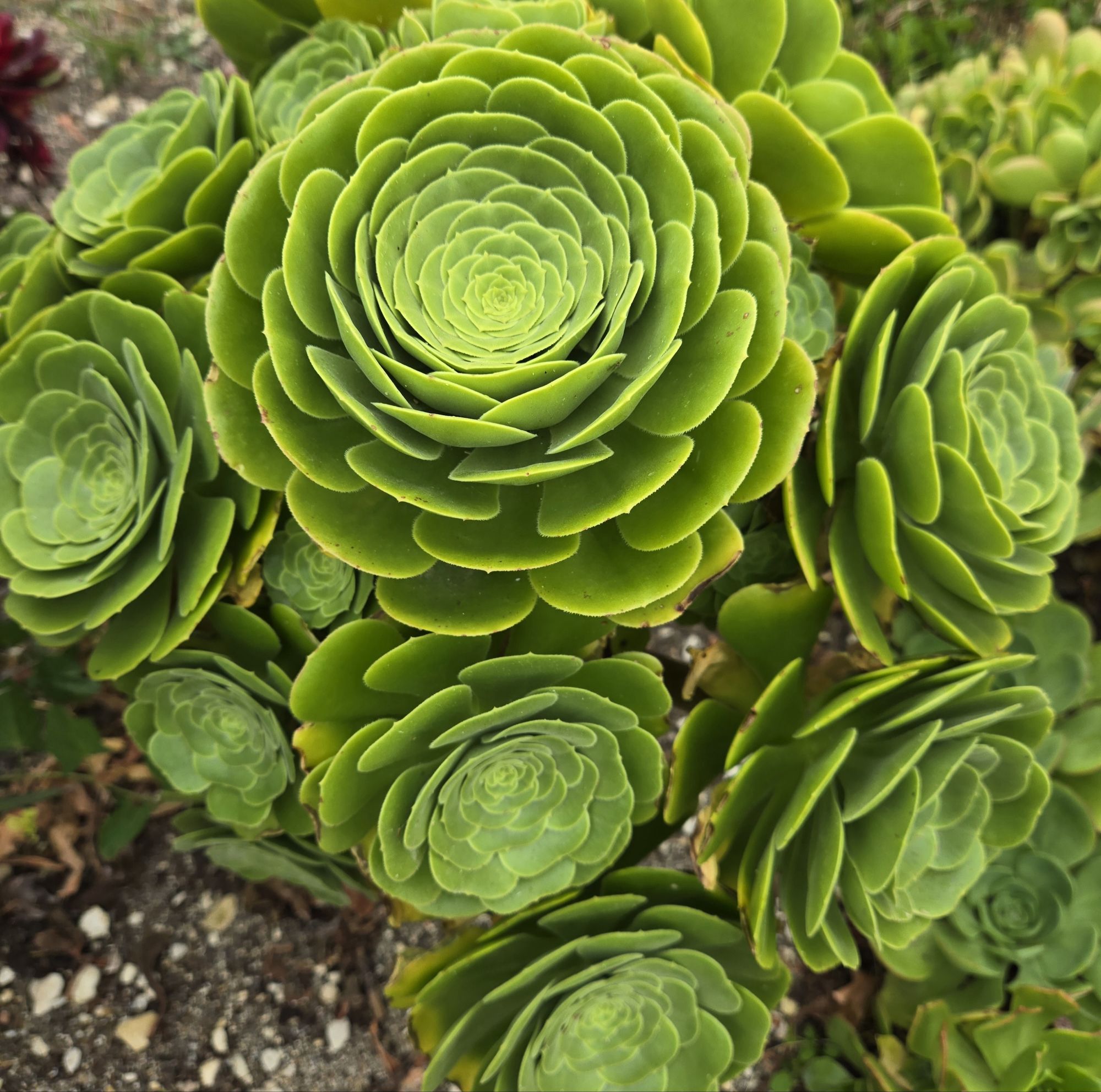 Aeonium &lsquo;Green Cashmere&rsquo; :  Origine, caractéristiques et variegation