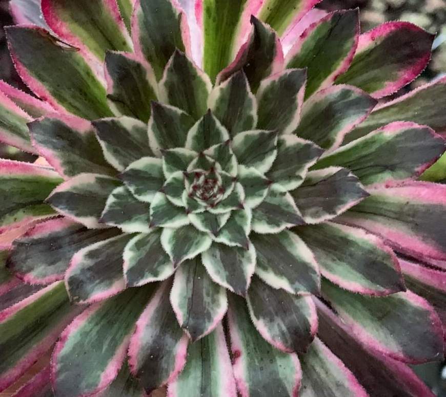 Aeonium History