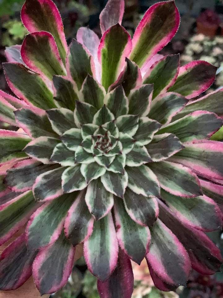 Aeonium History