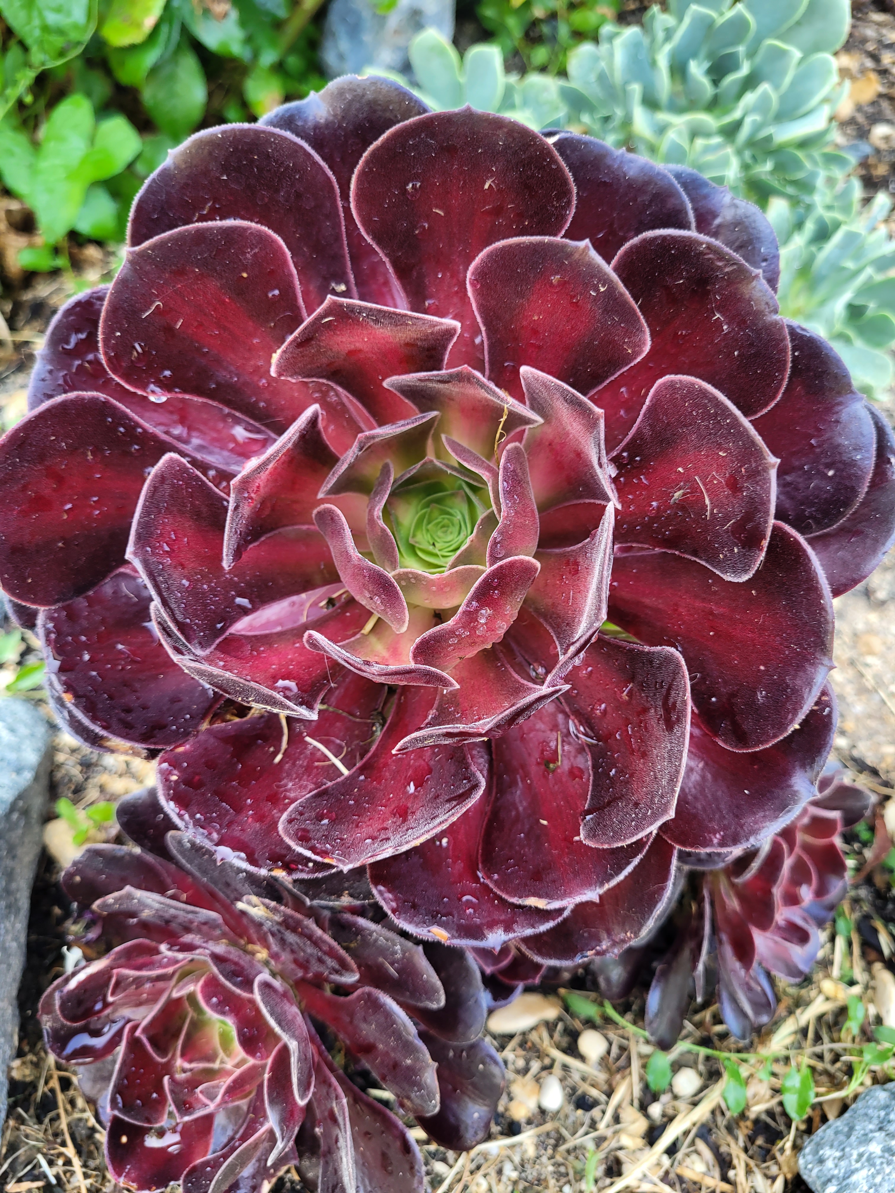 Aeonium ‘Kilimanjaro’