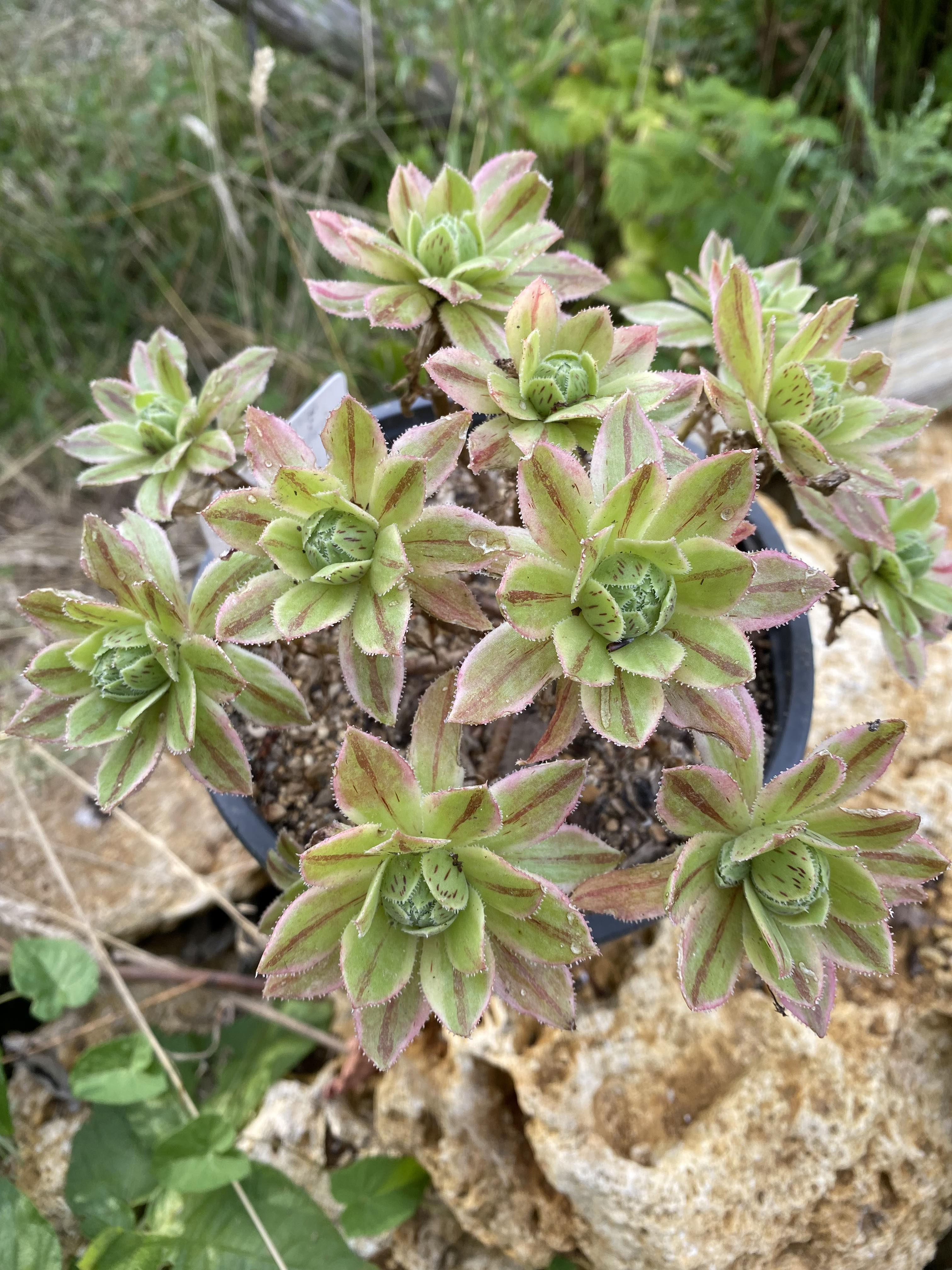 Les Aeoniums x Hybridum Variegata