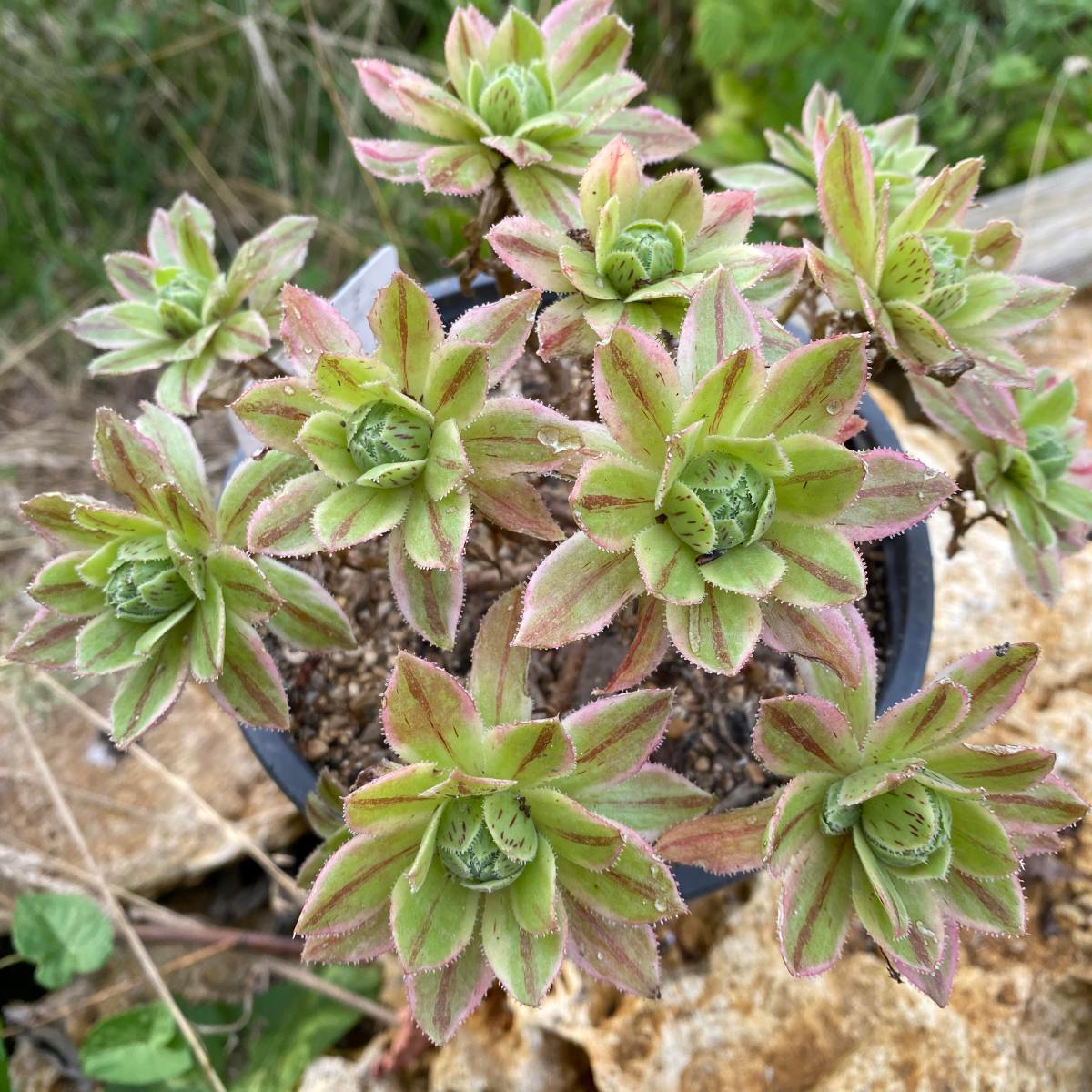 Aeonium x Hybridum Variegata