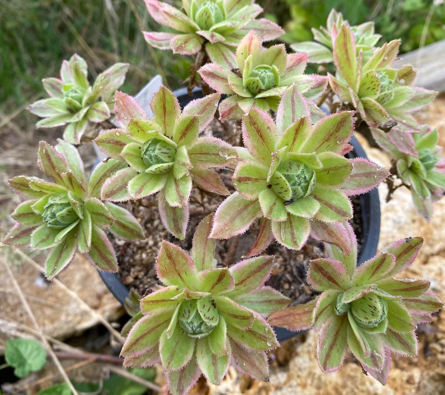 x hybridum variegata