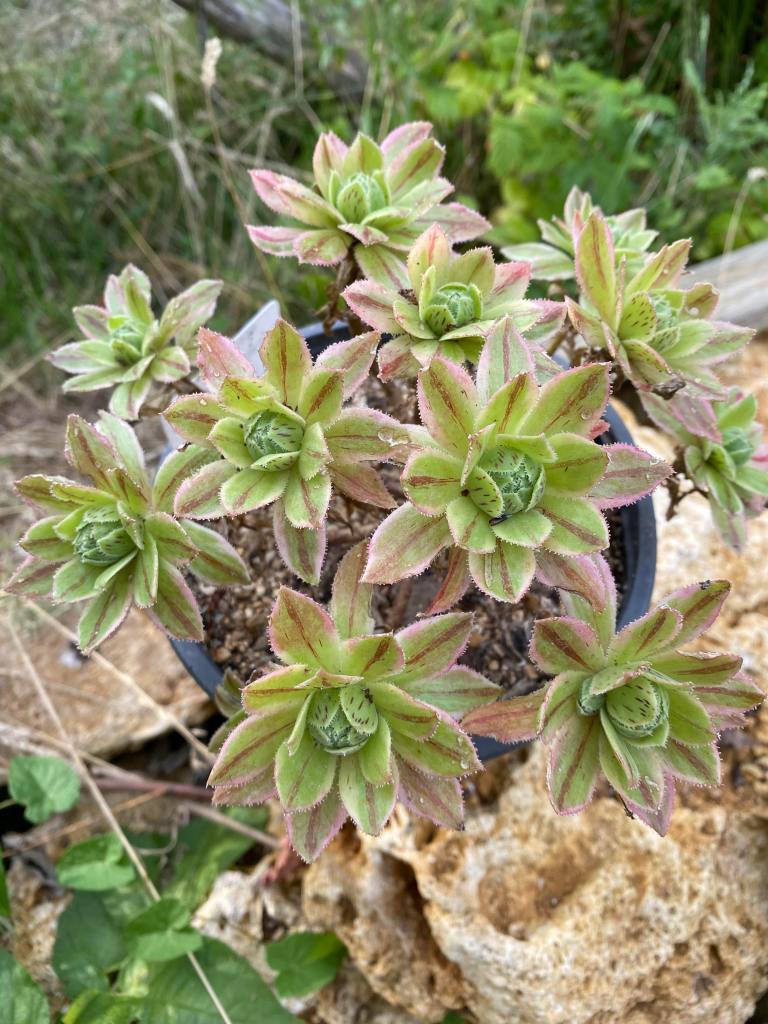 x hybridum variegata