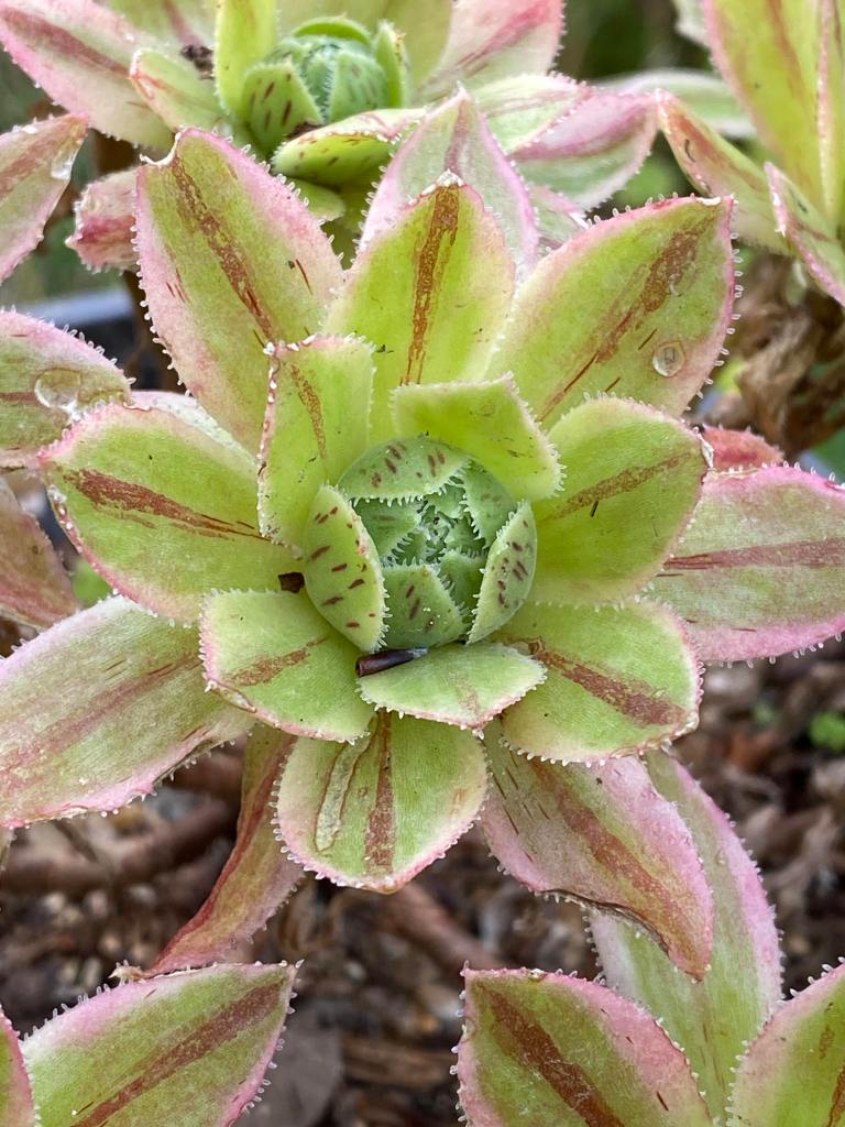 x hybridum variegata