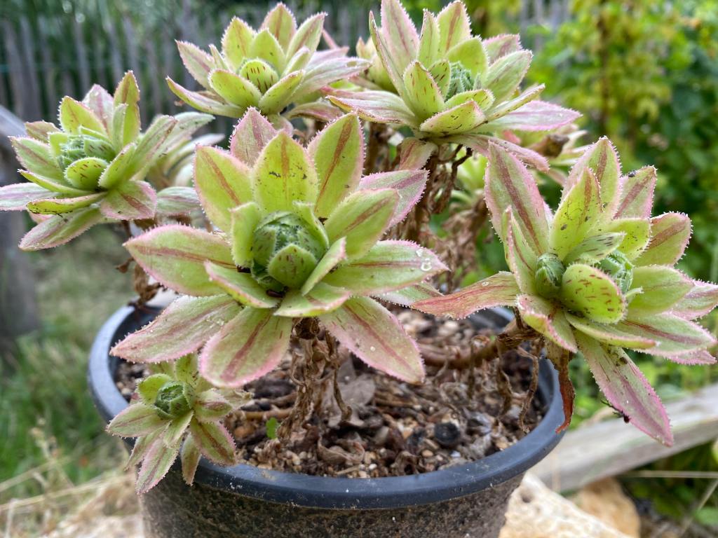 x hybridum variegata