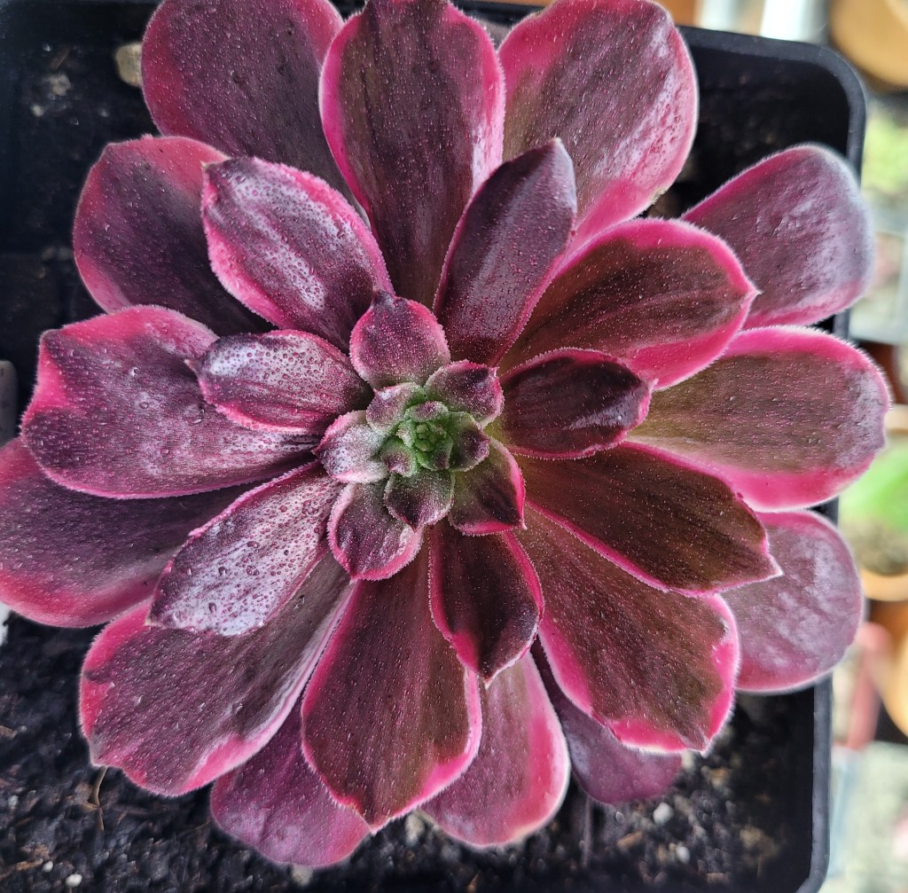 Aeonium eden