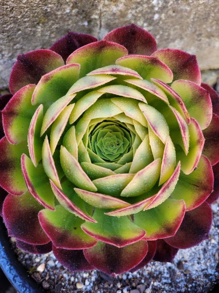 Aeonium Fiesta