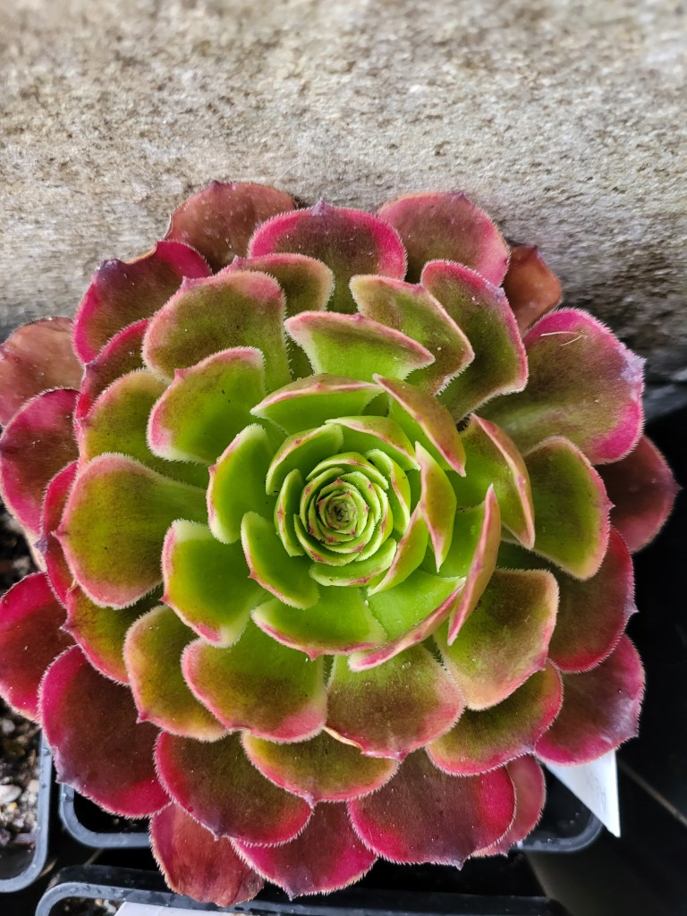 Aeonium Black King Kong