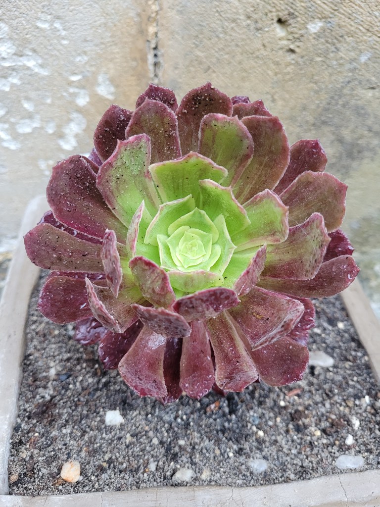 Aeonium eden