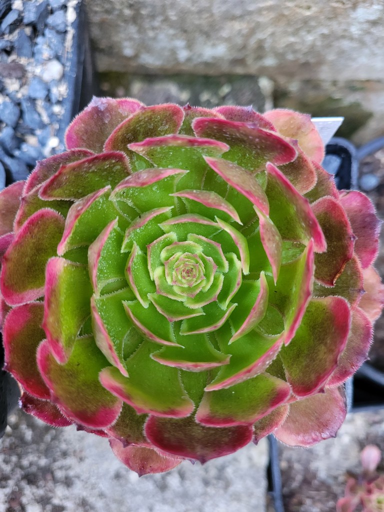 Aeonium Black King Kong