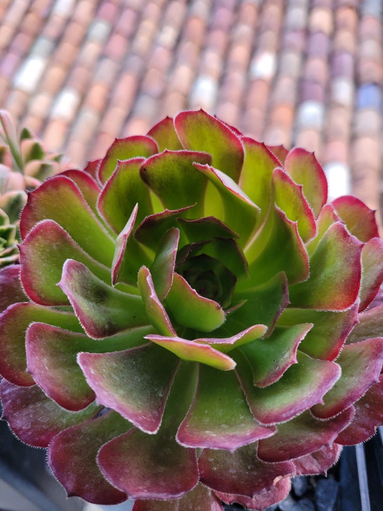 Aeonium Black King Kong