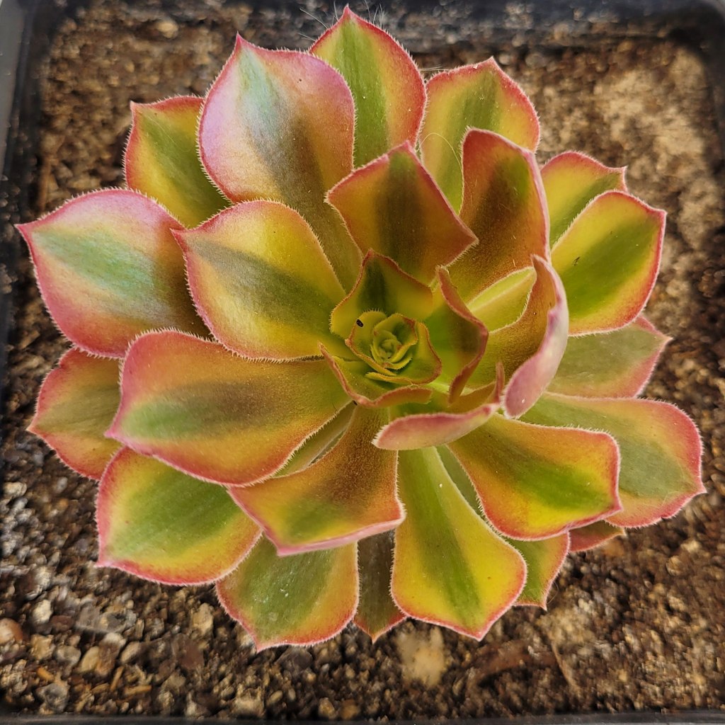 Aeonium Loki