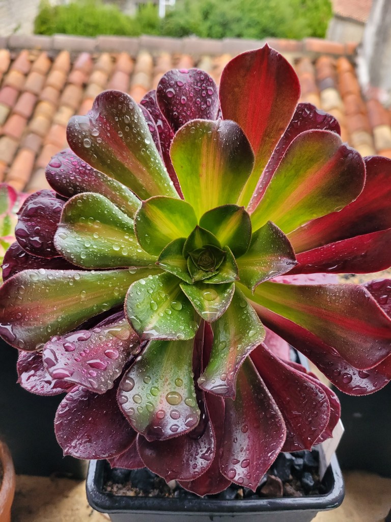 aeonium Kilimanjaro