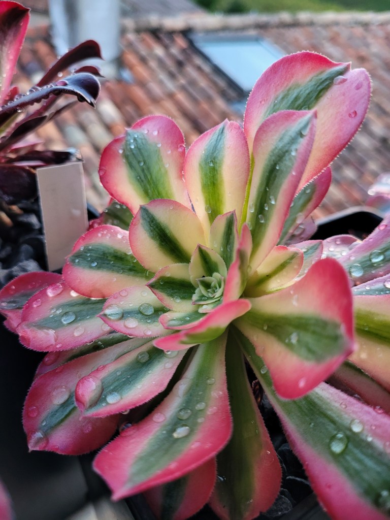 Aeonium Pink Witch