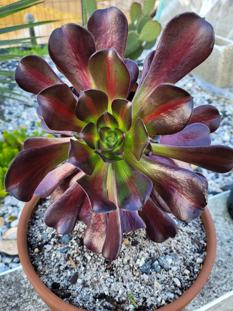 aeonium Kilimanjaro