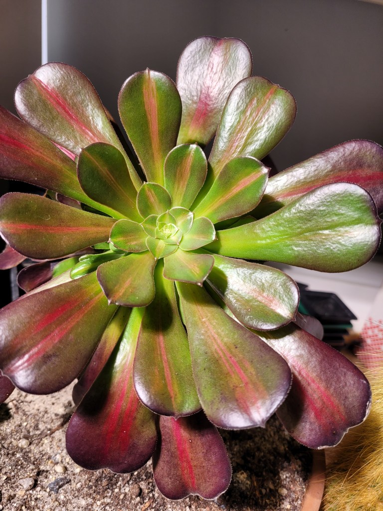 aeonium Kilimanjaro
