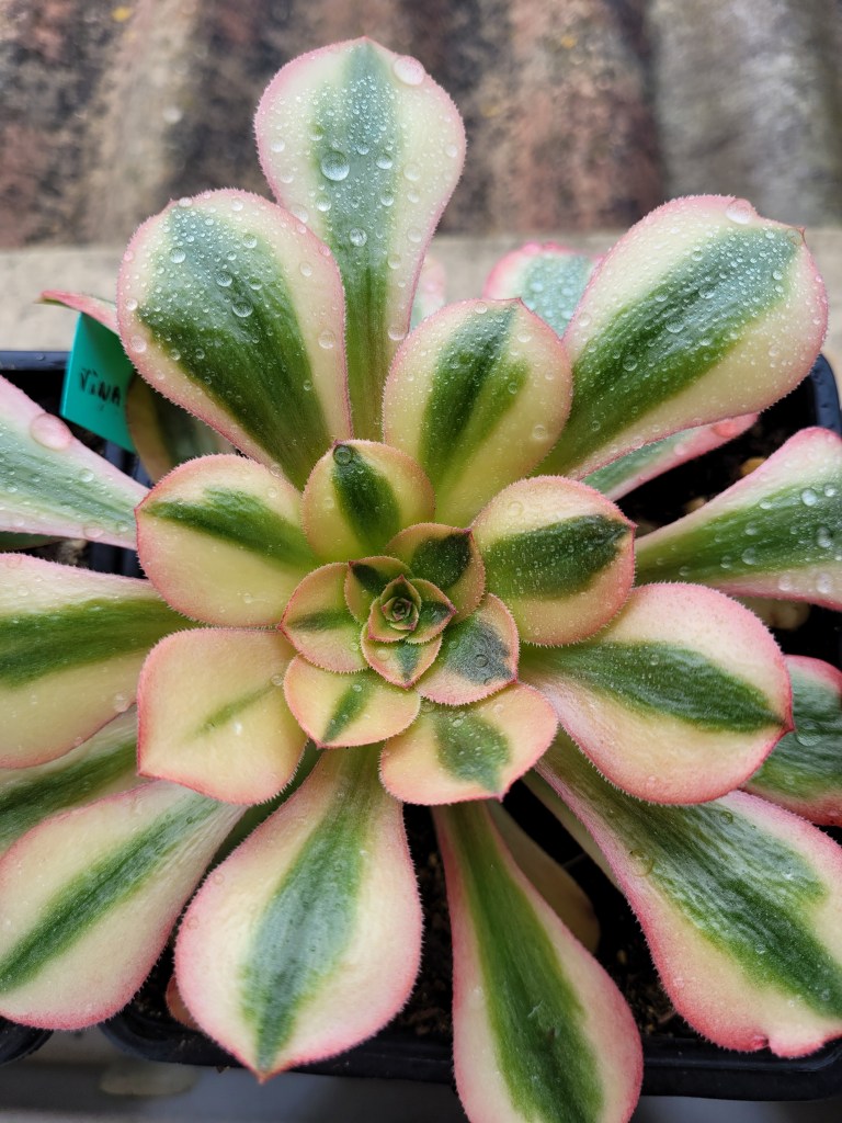 Aeonium Verna
