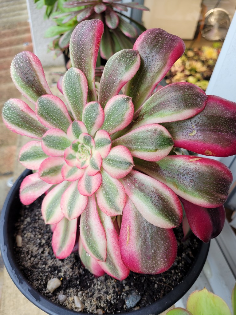 Aeonium Medusa