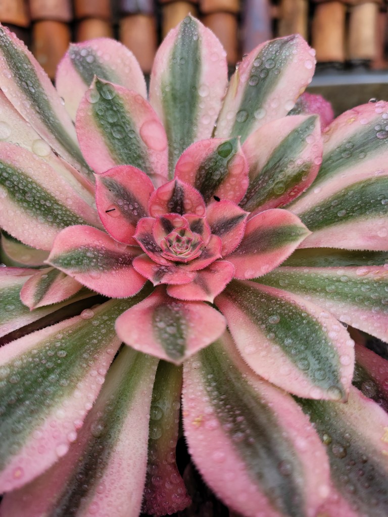 Aeonium Loki