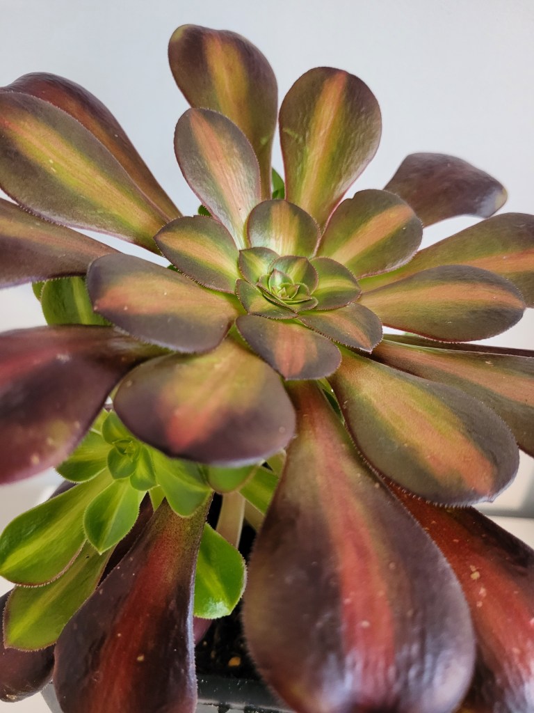 aeonium Kilimanjaro