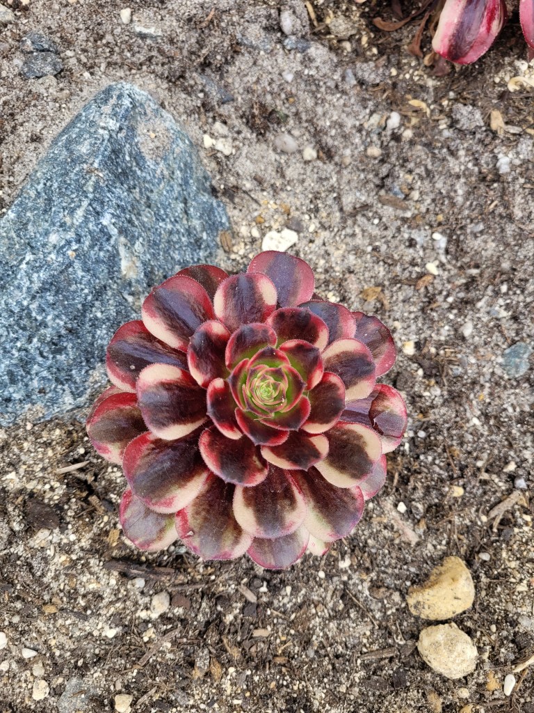 Aeonium Anna