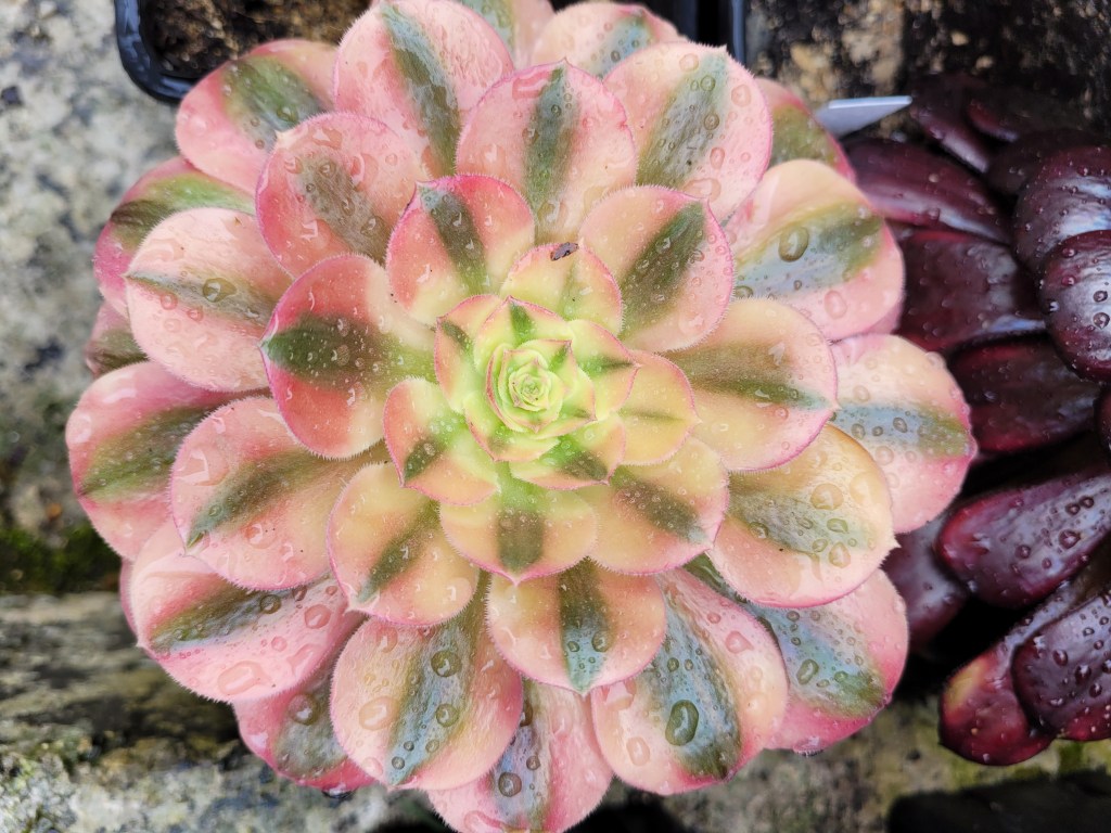 Aeonium Loki