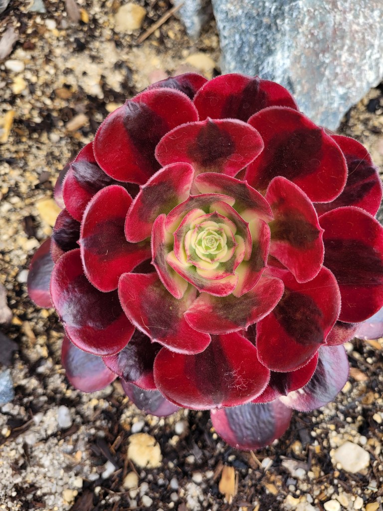 Aeonium Medusa