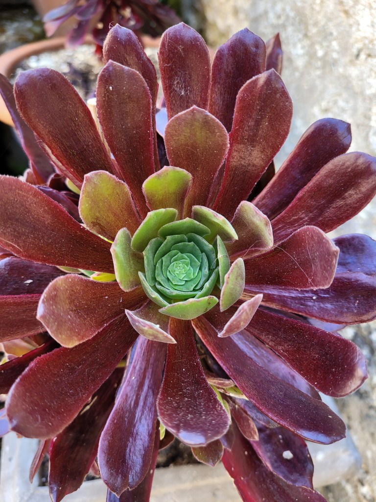 Aeonium eden
