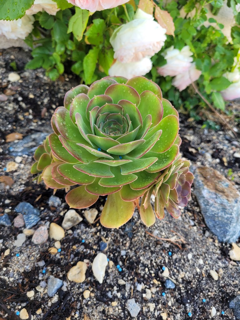 Aeonium Athena