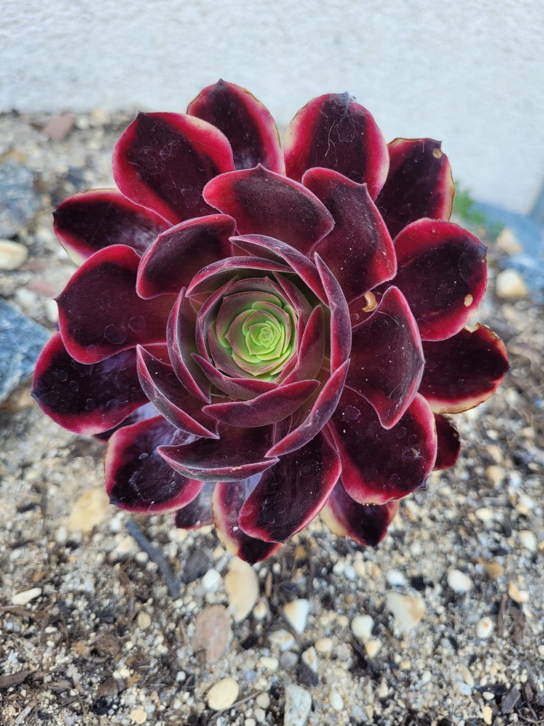 Aeonium Superbang