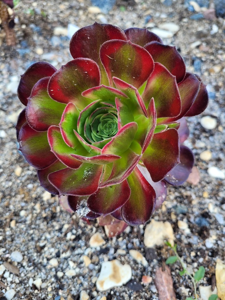 Aeonium Anna